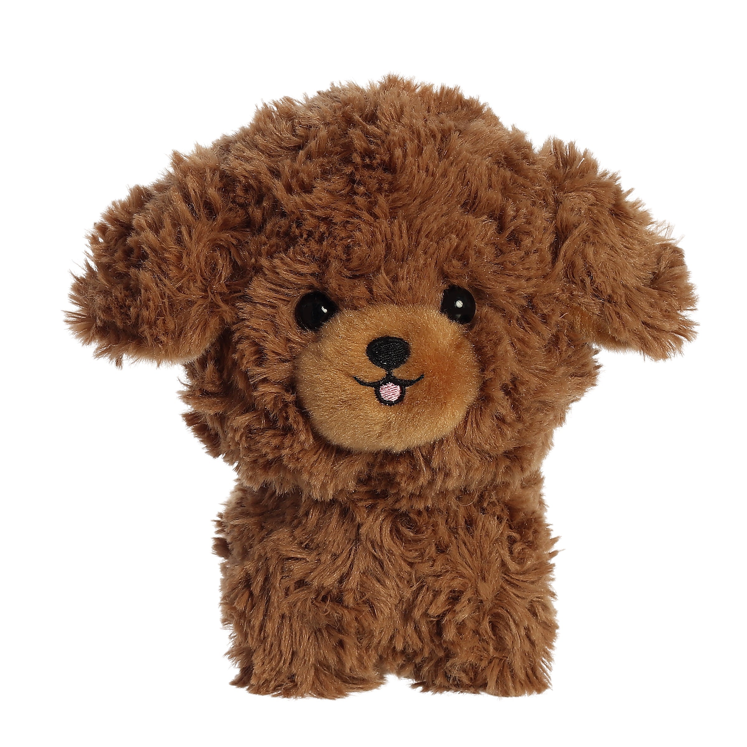 Brown Poodle | Aurora Teddy Pets