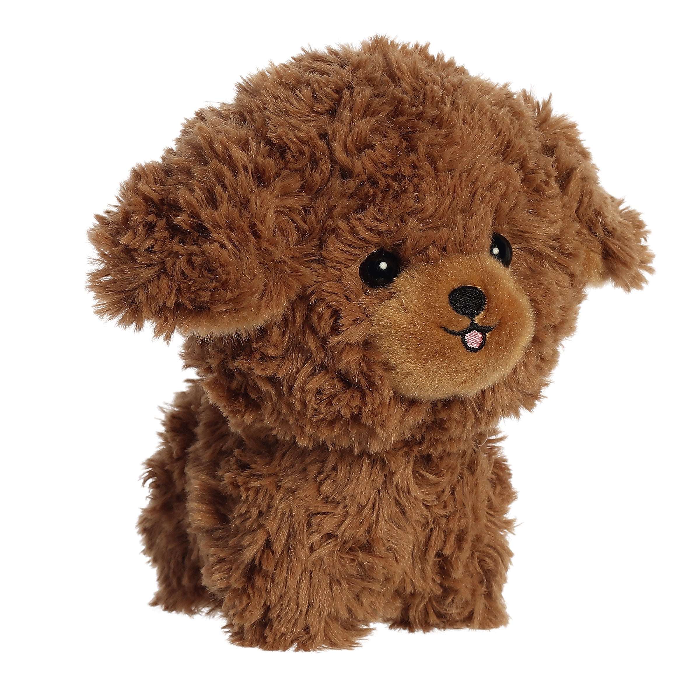 Brown Poodle | Aurora Teddy Pets