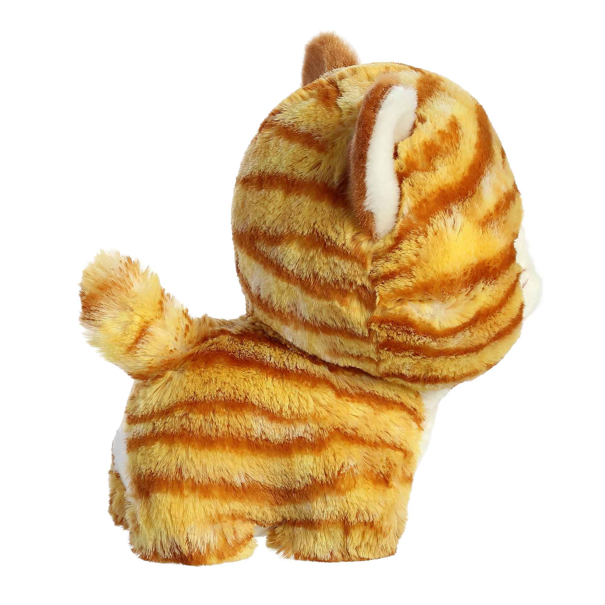 Orange Tabby Cat | Aurora Teddy Pets
