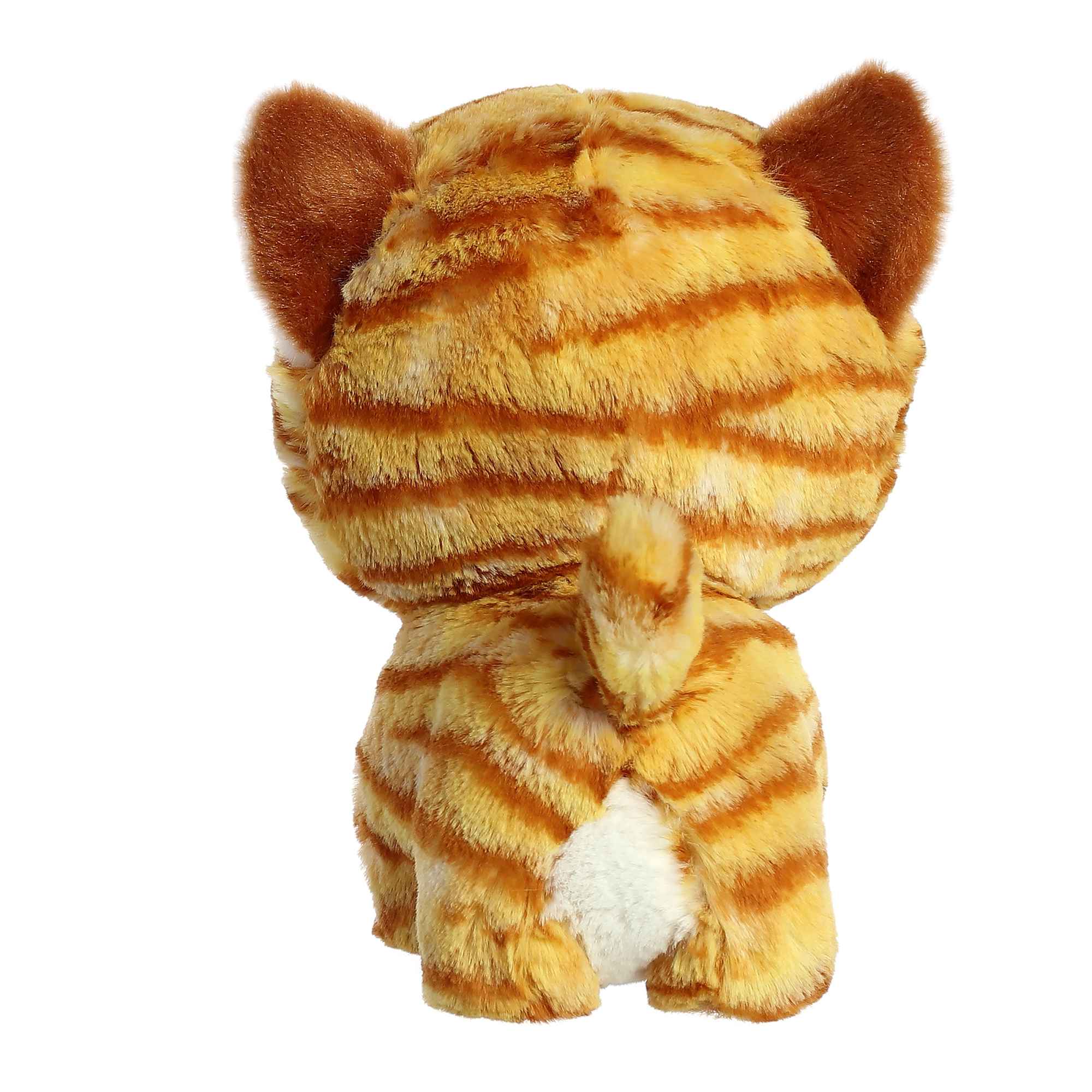 Orange Tabby Cat | Aurora Teddy Pets