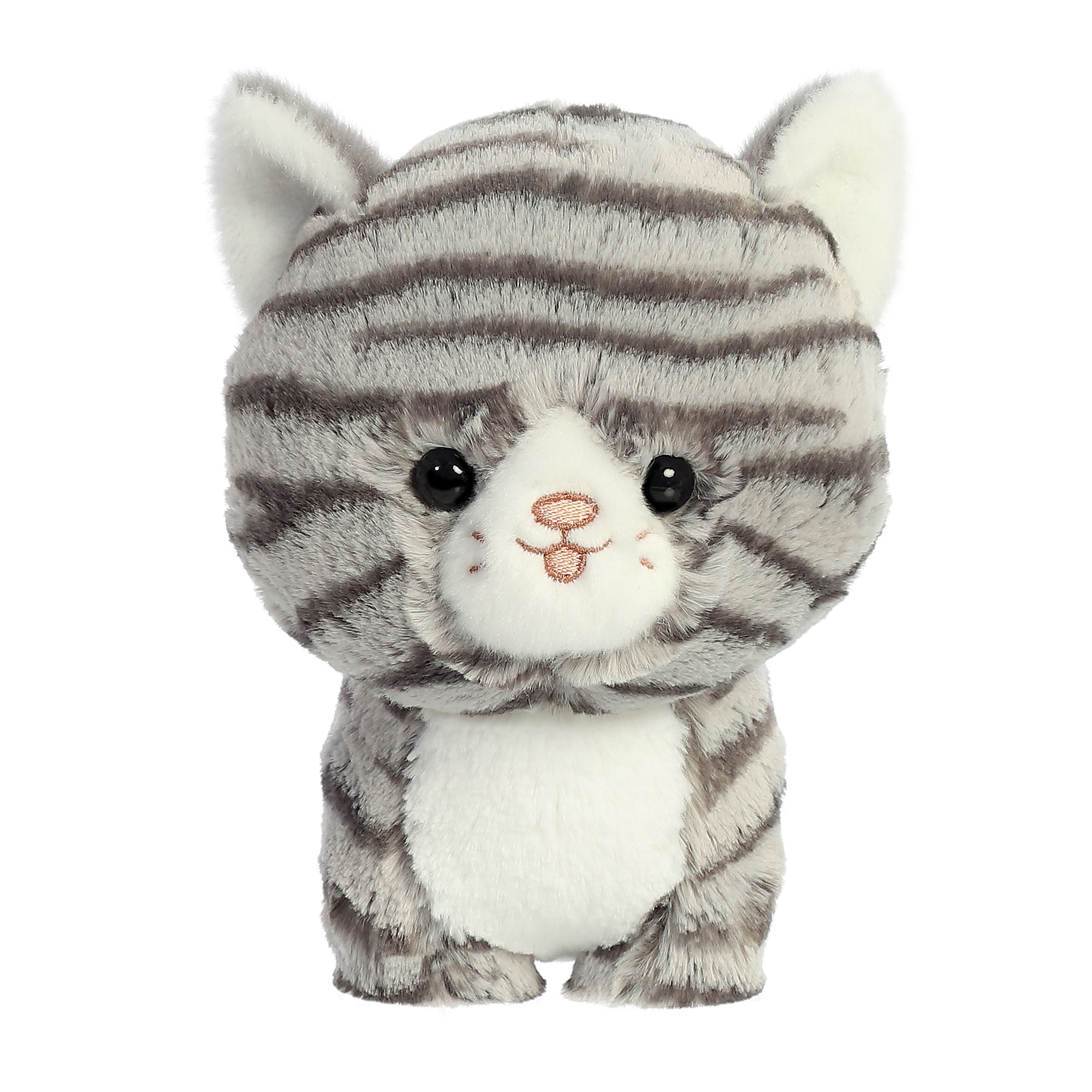 Grey Tabby Cat | Aurora Teddy Pets