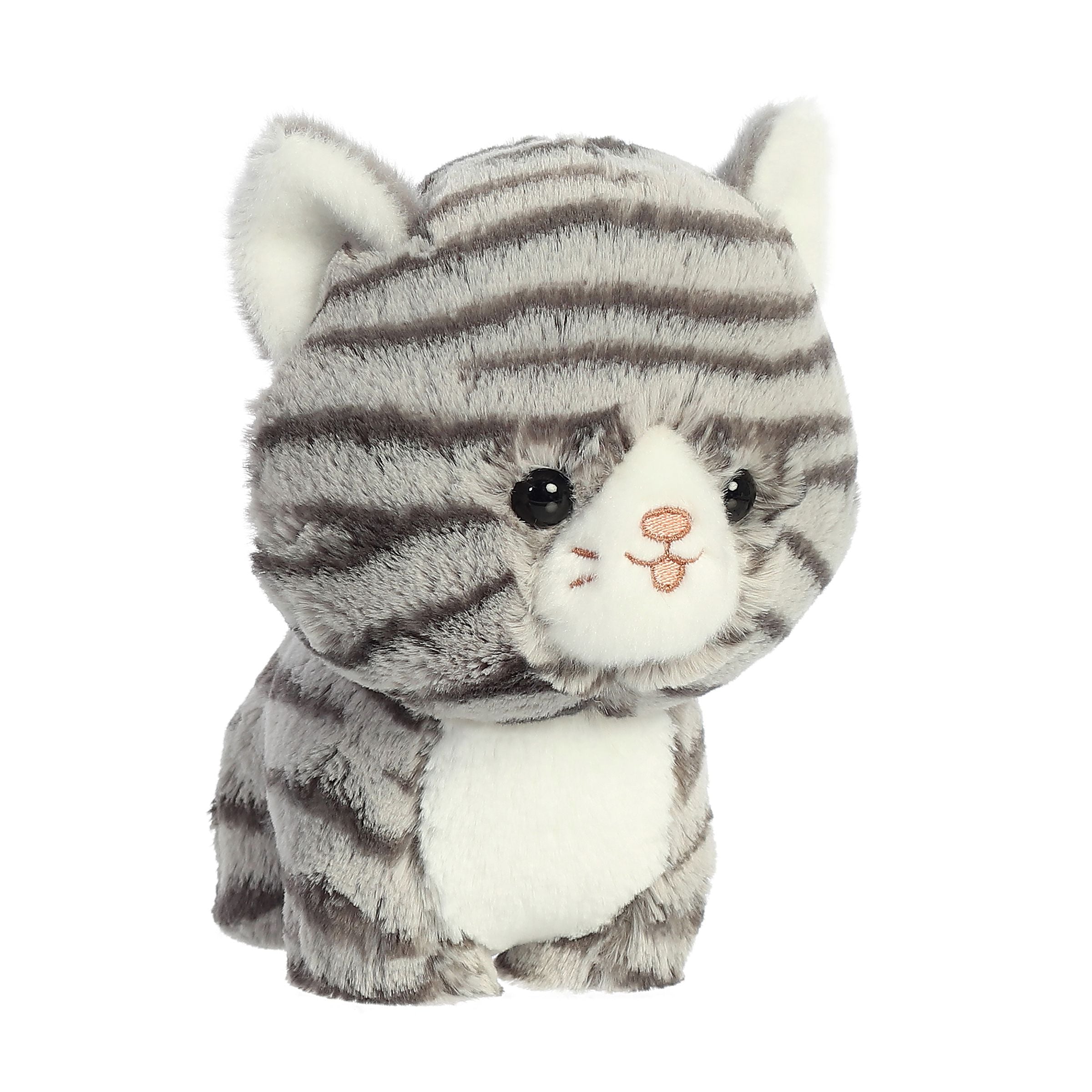Grey Tabby Cat | Aurora Teddy Pets