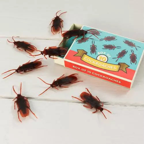 Box of 10 Cockroaches