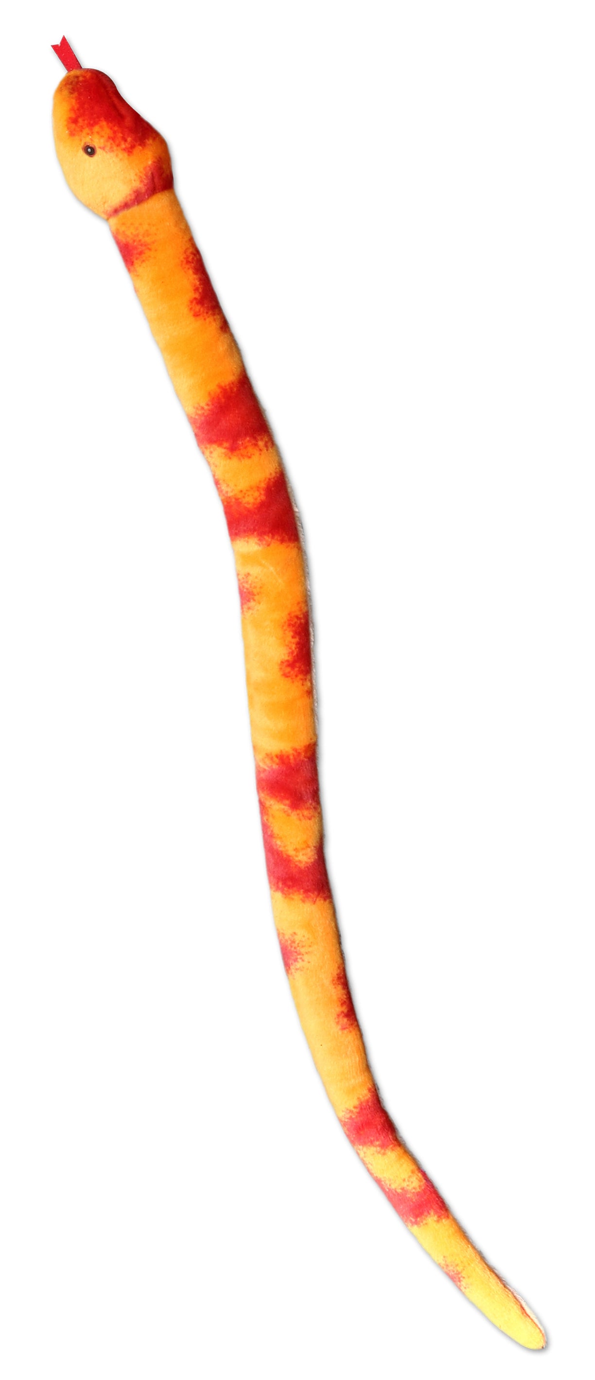 Corn Snake | Aurora