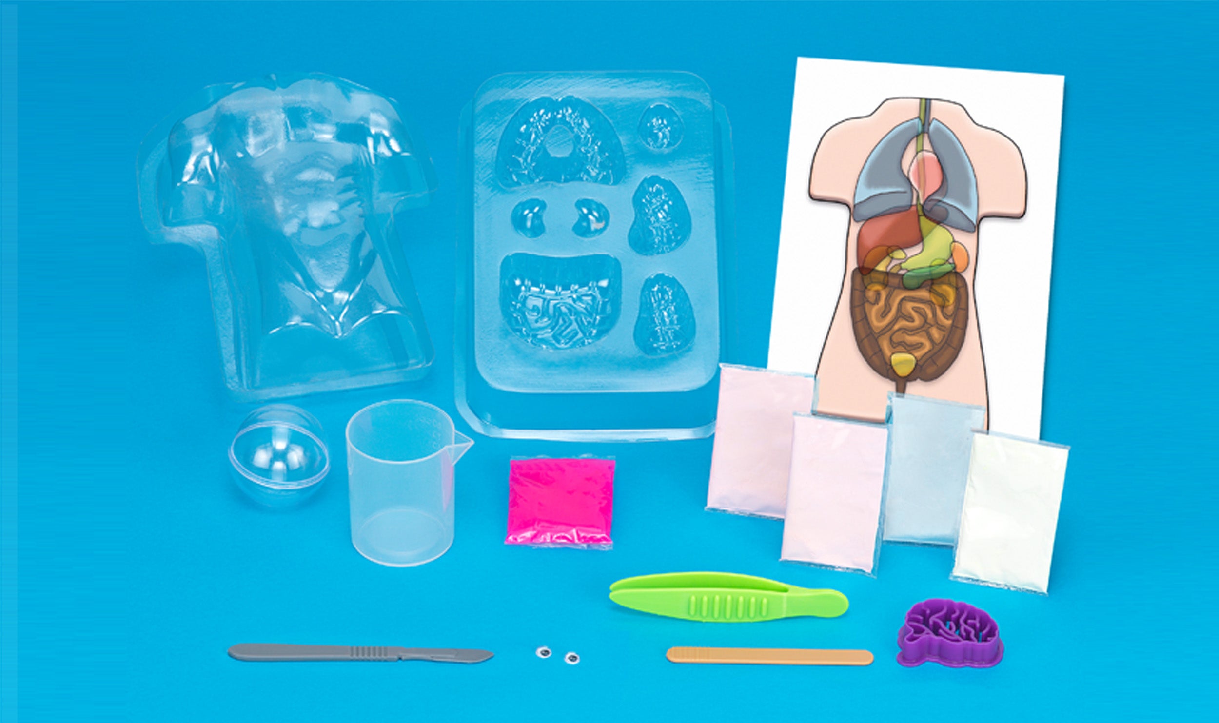 Gross Anatomy | Squishy Human Body Kaboodles Toy Store - Victoria