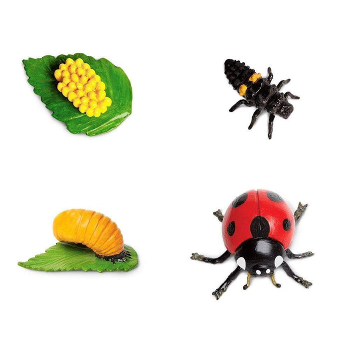Safariology | Life Cycle of a Ladybug