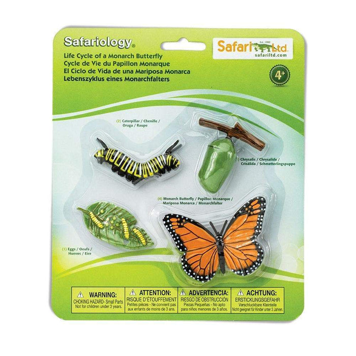 Safariology | Life Cycle of a Monarch Butterfly